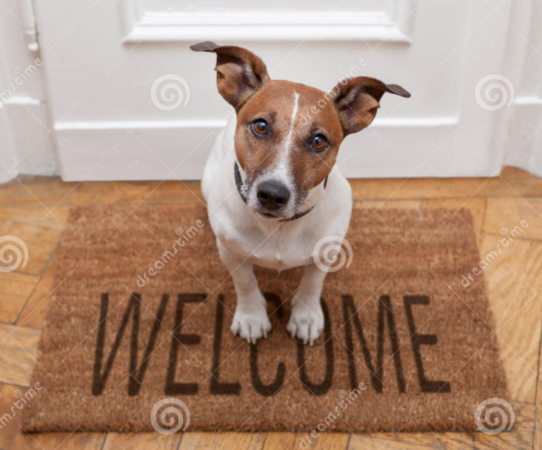 Getting Started Dog Walking And Pet Sitting Service In Mountain View CA 