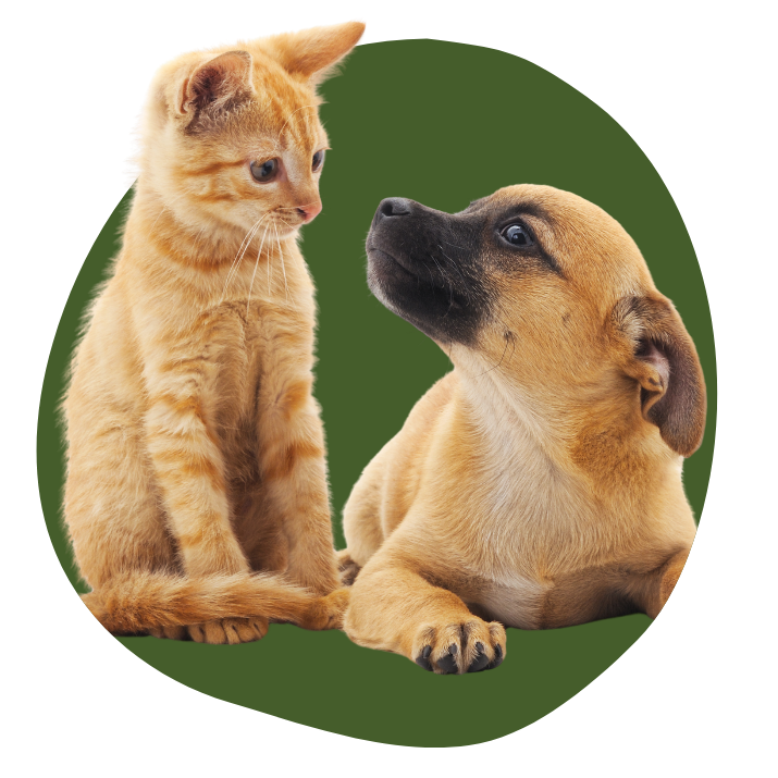 Dog Walking, Pet Sitting and Pet First Aid & CPR Classes in Palo Alto, Los Altos/Los Altos Hills, Mountain View, Cupertino, Sunnyvale, Saratoga, Los Gatos, Campbell, and Santa Clara.<br />
