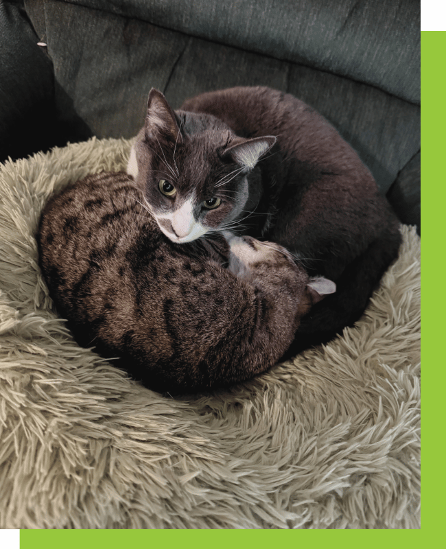 28+ Years of Trusted Dog Walking, Pet Sitting & Pet First AidCPR Classes in Silicon Valley