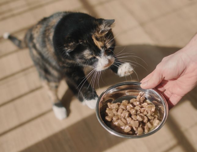 Drop-In Pet Sitting in Silicon Valley