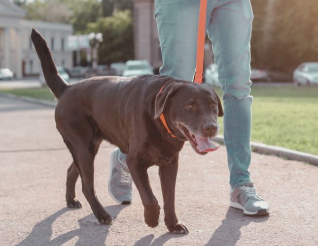 Mid-Day Dog Walks in Silicon Valley