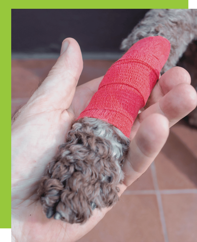Pet Tech® CPR And First Aid in Silicon Valley