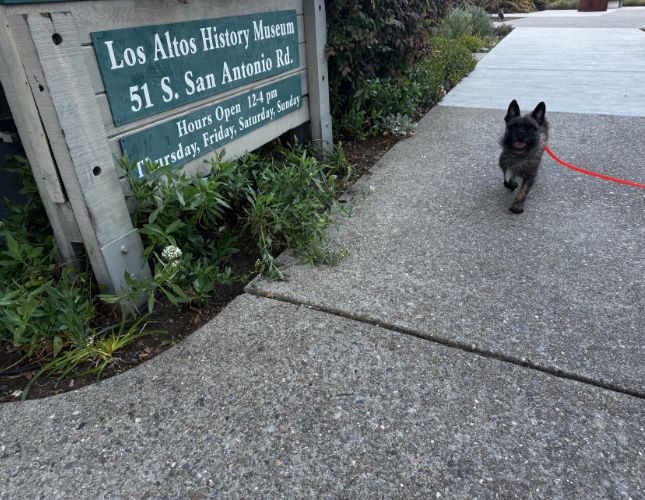 Mid-Day Dog Walks in Silicon Valley
