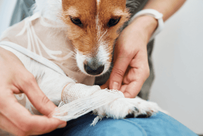 Pet First Aid Classes 